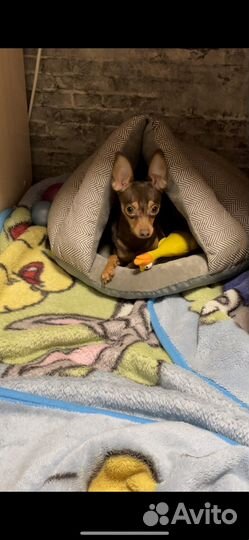 Мини той-терьер