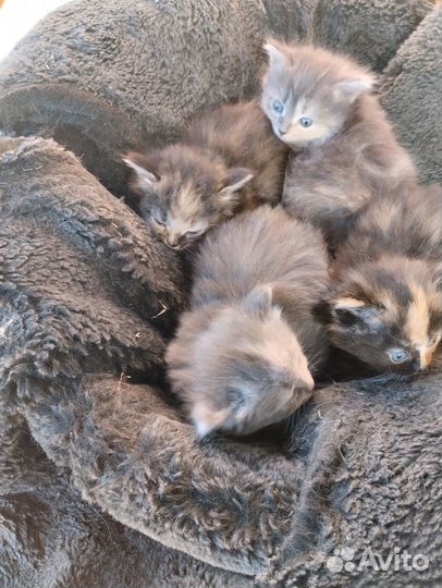 Котята отдам в добрые руки бесплатно