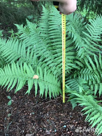 Кочедыжник женский (папоротник)