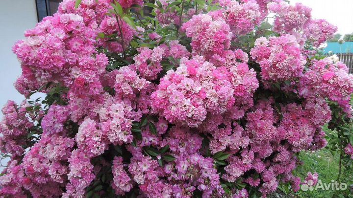 Роза плетистая Вартбург (Wartburg)