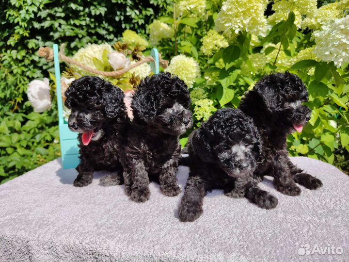 Миниатюрный пудель щенки серебро