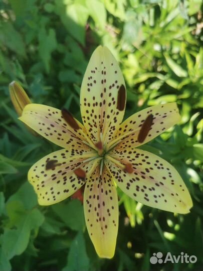 Лилии сортовые луковицы