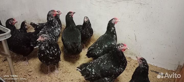 Куры молодки несушки австралорп ч/п
