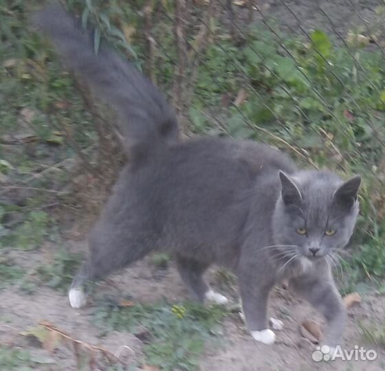 Кошка в дар