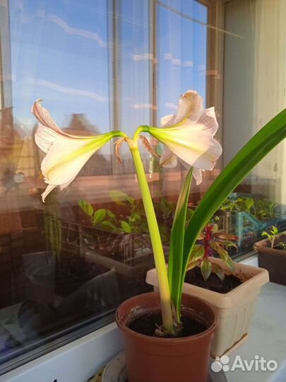 Гиппиаструм