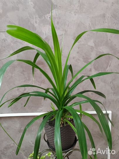 Замиокулькас