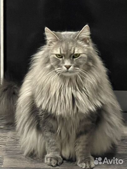 Сибирский кот