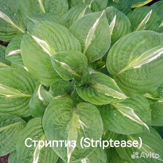 Хосты Вирлвинд, Стриптиз, Вайд Брим, Патриот