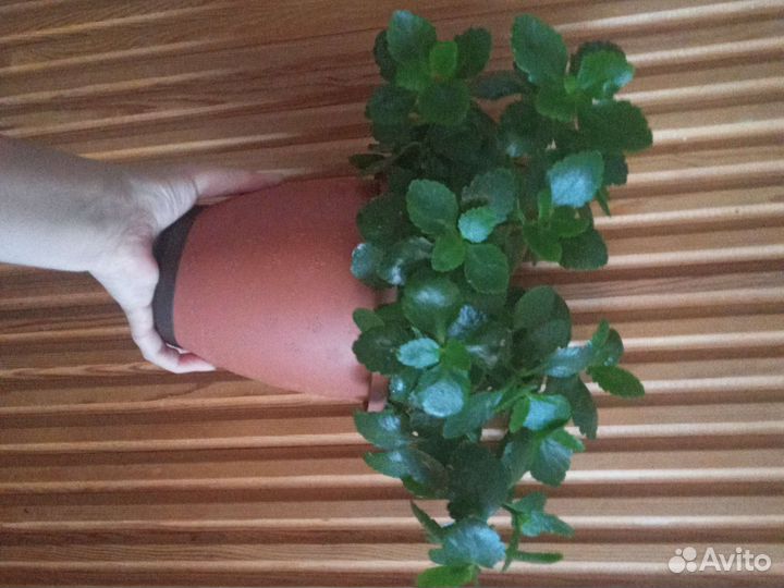 Каланхоэ алый