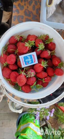 Ранняя, Ремонтантная