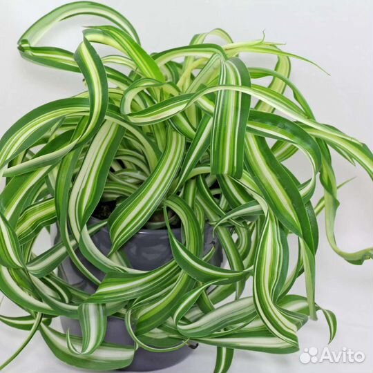 Хлорофитум бони