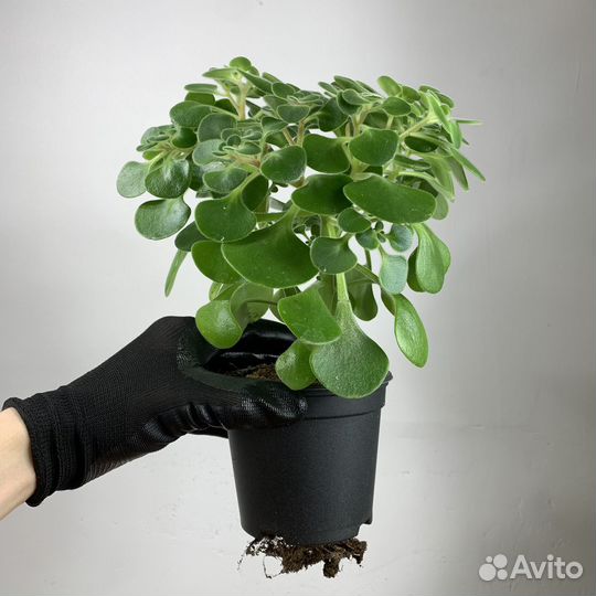 Аихризон (дерево любви), d-11