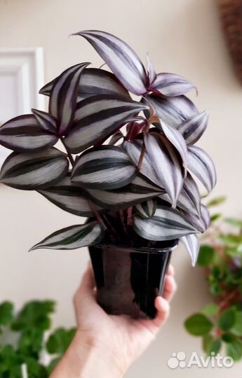 Традесканция зебрина