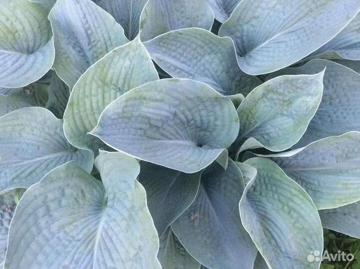 Ирис, хосты