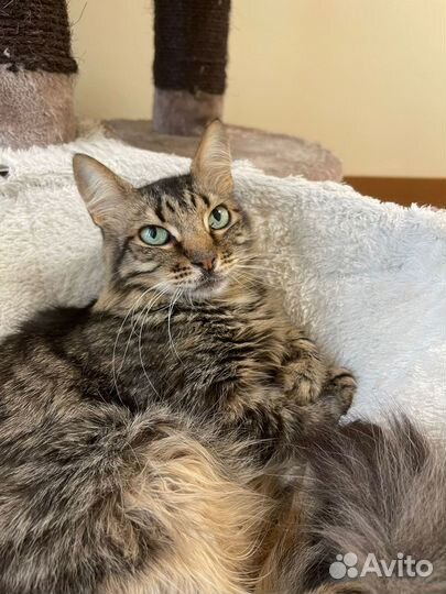 Пушистое счастье ждет семью