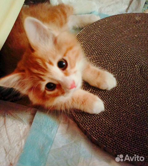 Котёнок Курильский Бобтейл