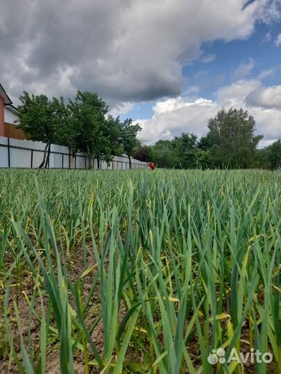 Продам чеснок