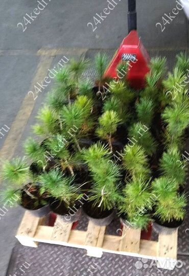 Сибирский кедр. Саженцы