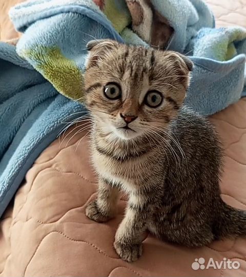 Отдам бесплатно