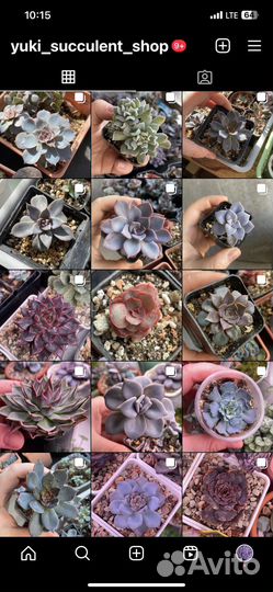 Суккуленты