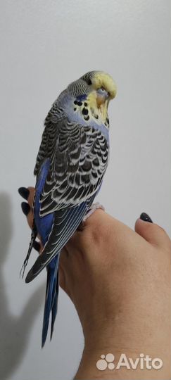 Выставочный Волнистый Попугай Чех