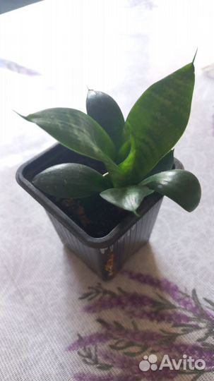 Сансевиерия