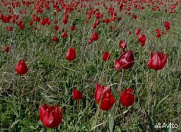 Луковицы тюльпанов