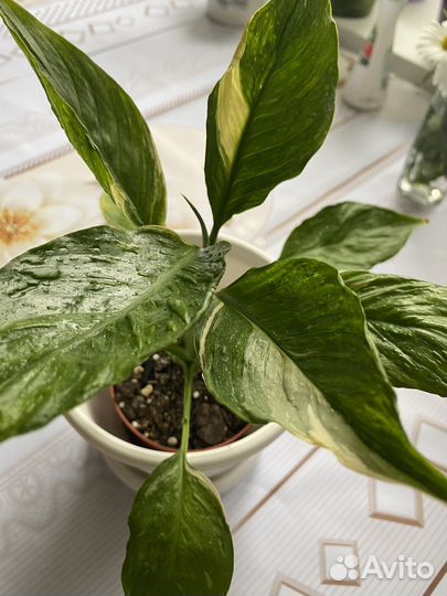 Комнатные растения