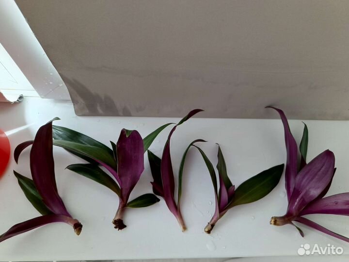 Комнатные цветы, отростки