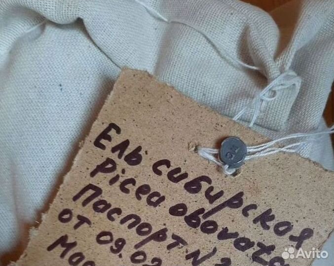 Семена / Лиственница сибирская