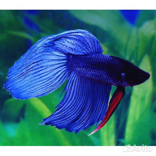 Аквариумные рыбки и креветки