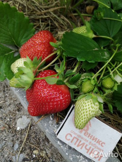 Саженцы клубники