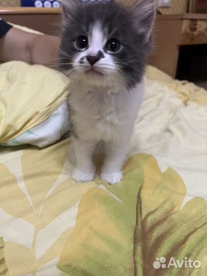 Котенок мальчик