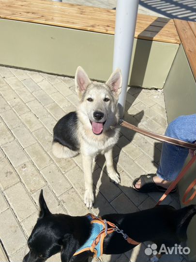 Бшо метис девочка