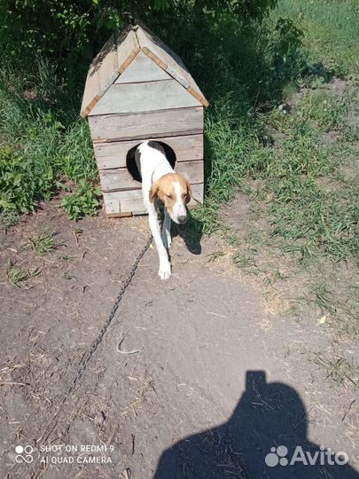 Русская пегая