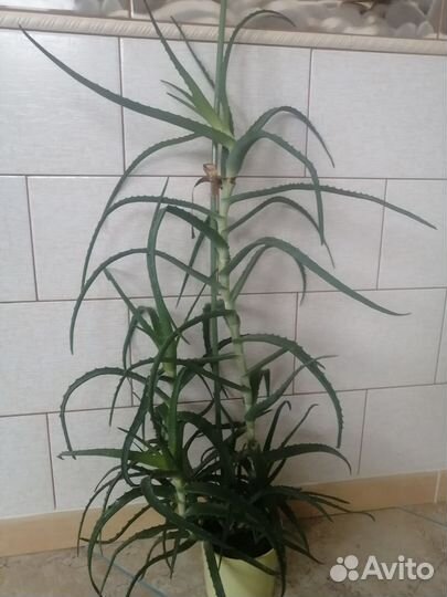 Алоэ древовидное, столетник, доктор