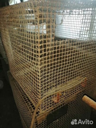 Клетки для птиц и животных