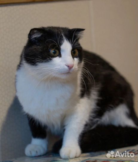 Обаятельный Боцман, метис шотландца, ищет дом