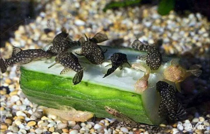 Сомики анциструсы