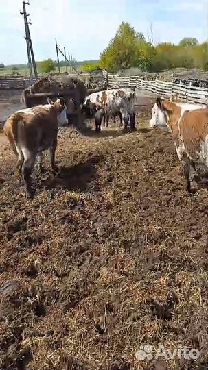 Быки,телки,бычки