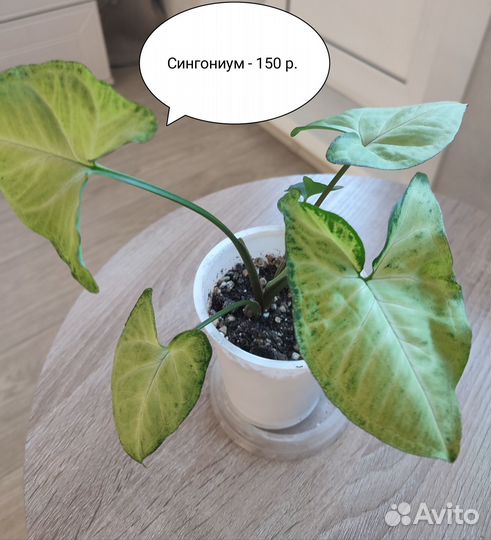 Сансивиерии, сингониум