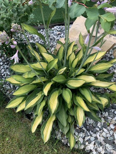 Хосты - растения для тени и полутени