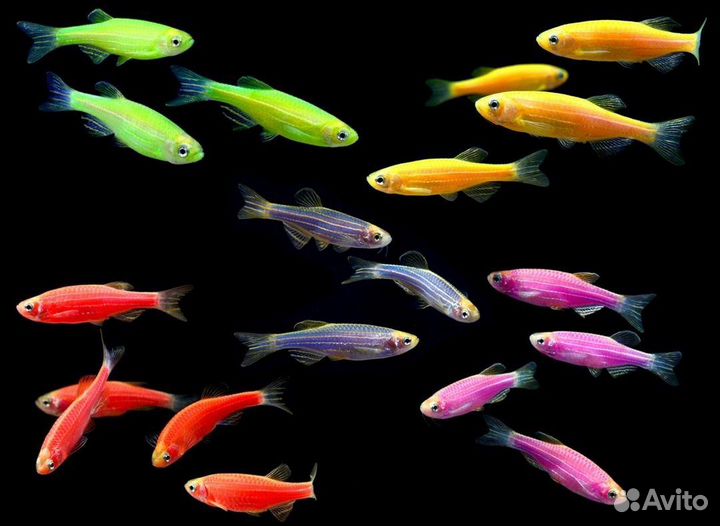 Аквариумные растения и рыбки