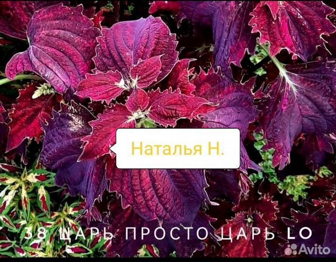 Колеусы вегетативные