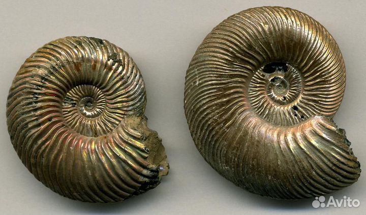 Аммониты окаменелости 1 кг