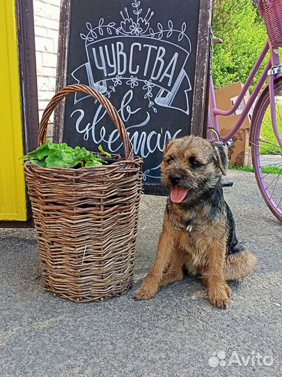 Бордер терьер