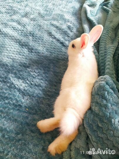 Кролик декоративный