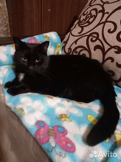 Сиротка ищет дом