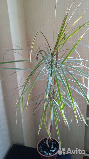 Пальма драцена