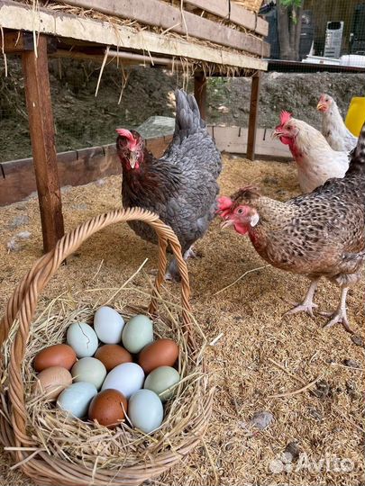 Инкубационное яйцо несушки